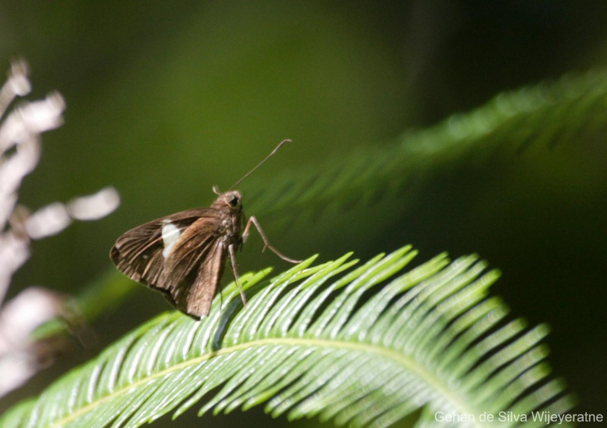 Notocrypta paralysos Wood-Mason & de Nicéville, 1881